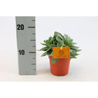 Vetplant Senecio cephalophorus Ø10,5 cm