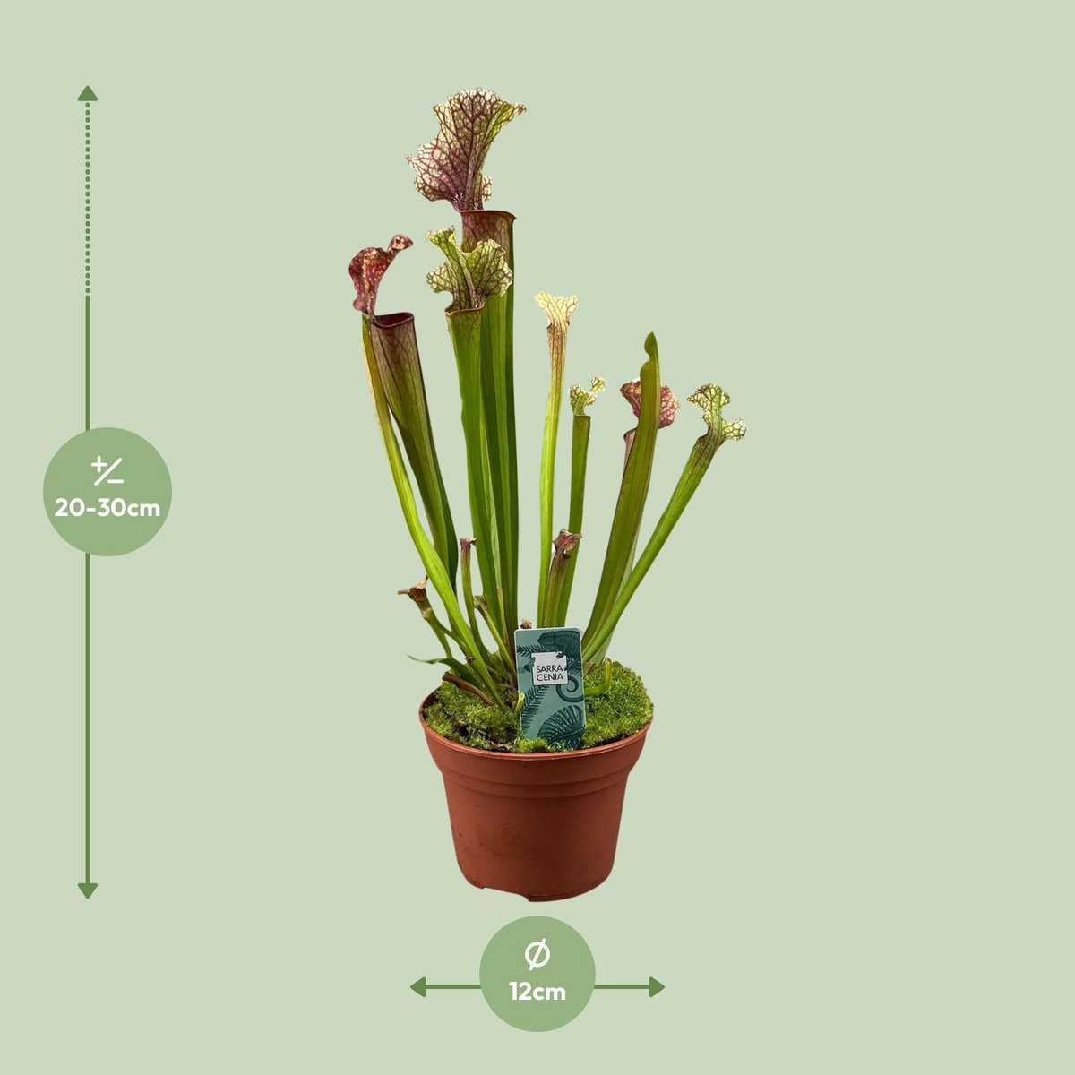 Sarracenia Judith Hindle plant Ø12cm 30cm