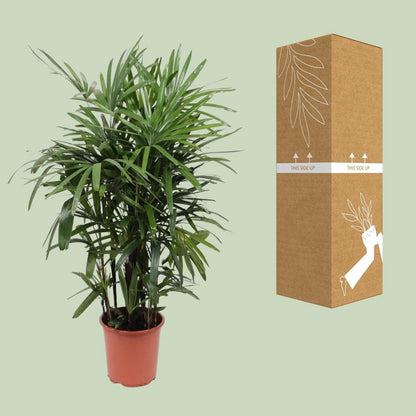 Kamerplant Rhapis excelsa vrouwenpalm P27H120