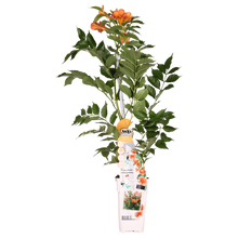 Trompetbloem Campsis Indian Summer oranje Ø15x65cm