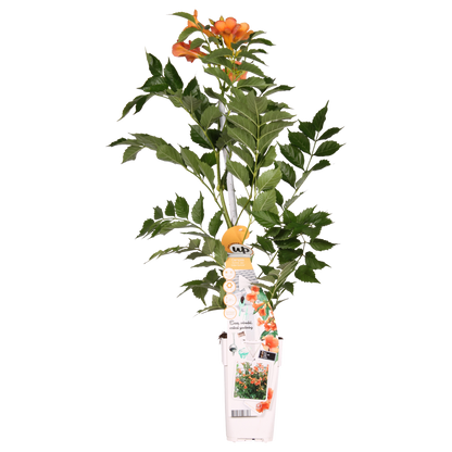 Trompetbloem Campsis Indian Summer oranje Ø15x65cm