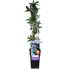 Passiflora klimplant 65 cm Ø15 cm