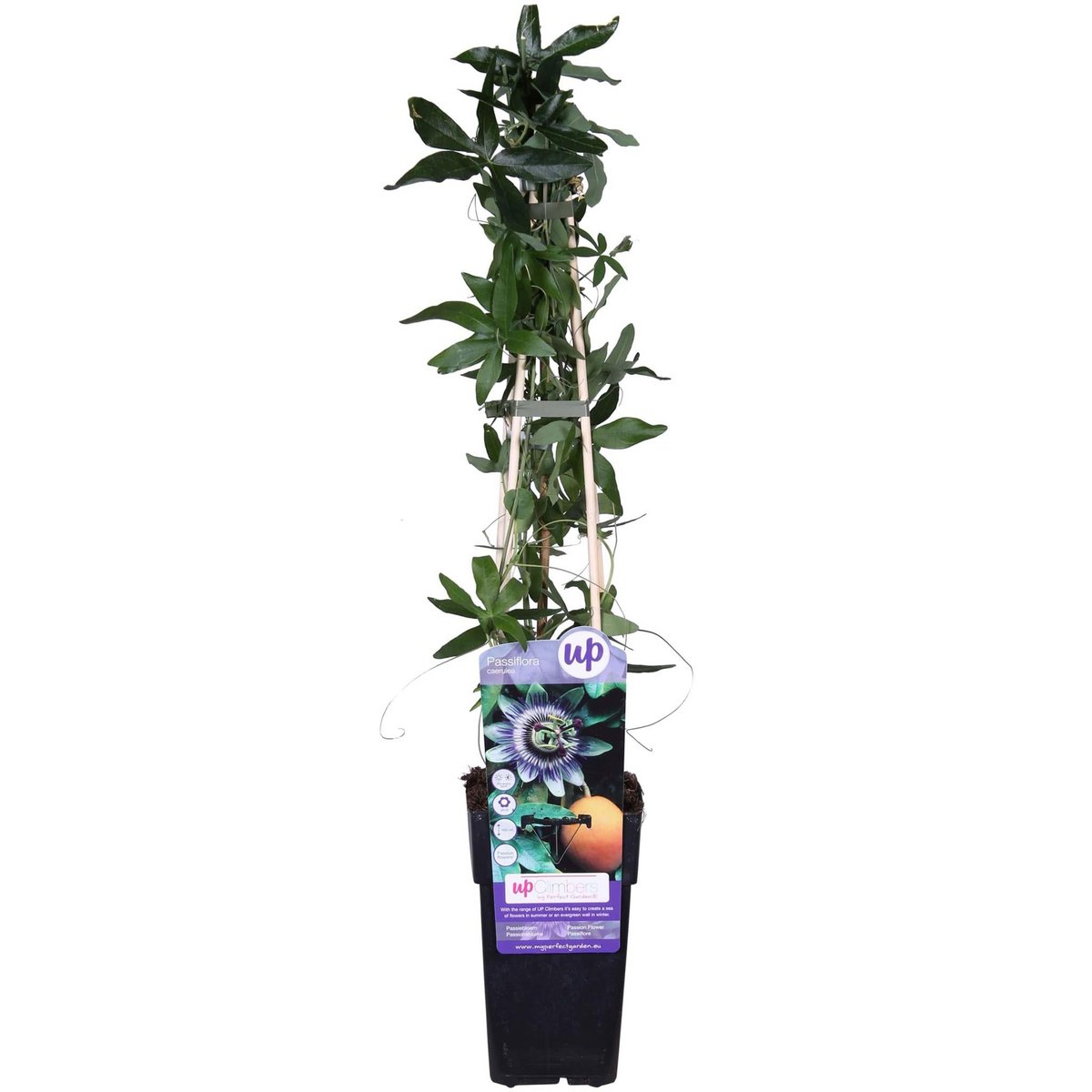Passiflora klimplant 65 cm Ø15 cm