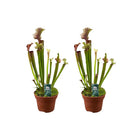 Sarracenia Judith Hindle 2 stuks Ø12cm ↕30cm