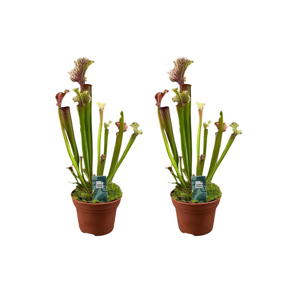 Sarracenia Judith Hindle 2 stuks Ø12cm ↕30cm