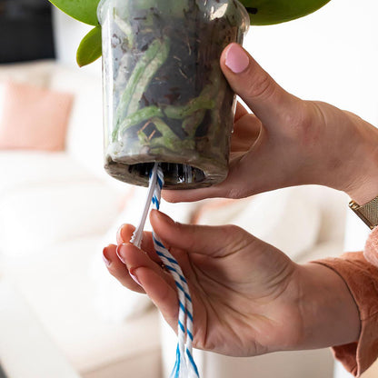 Watering Wicks for Orchids (3 Pieces)