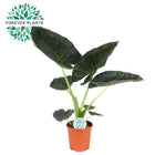 Alocasia Regal Shield plant Ø21cm ↕90cm