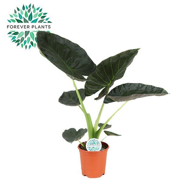 Alocasia Regal Shield plant Ø21cm ↕90cm