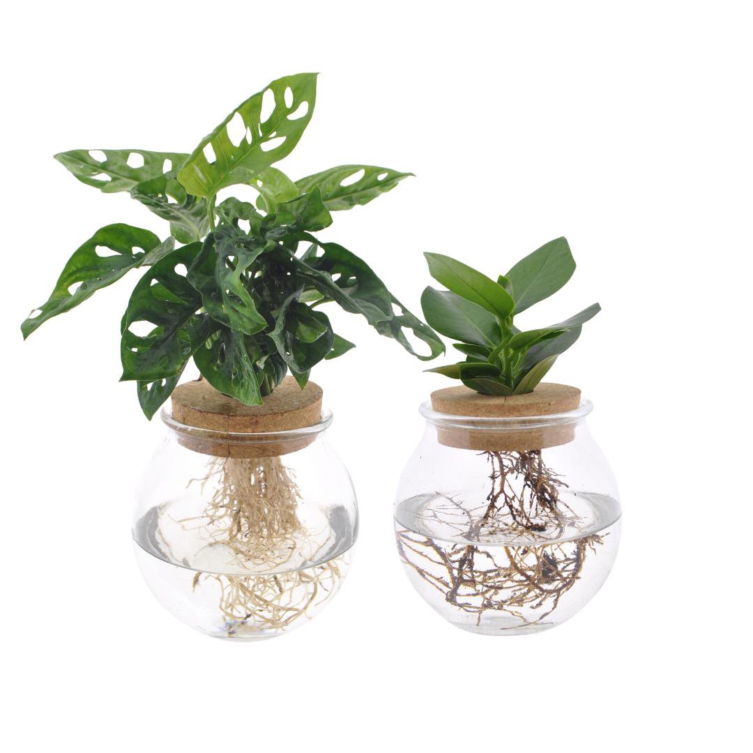Bolglas duo 2 stuks Ø12x30 cm groen