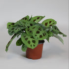 Maranta Leuconeura Kerchoveana Ø12cm 30cm