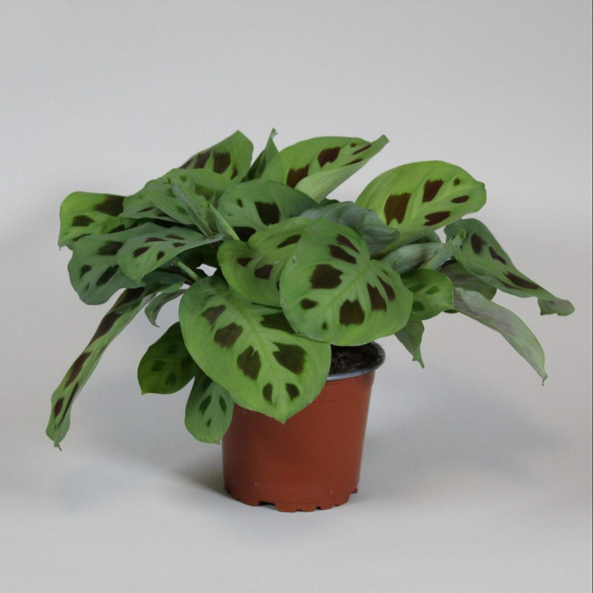 Maranta Leuconeura Kerchoveana Ø12cm 30cm