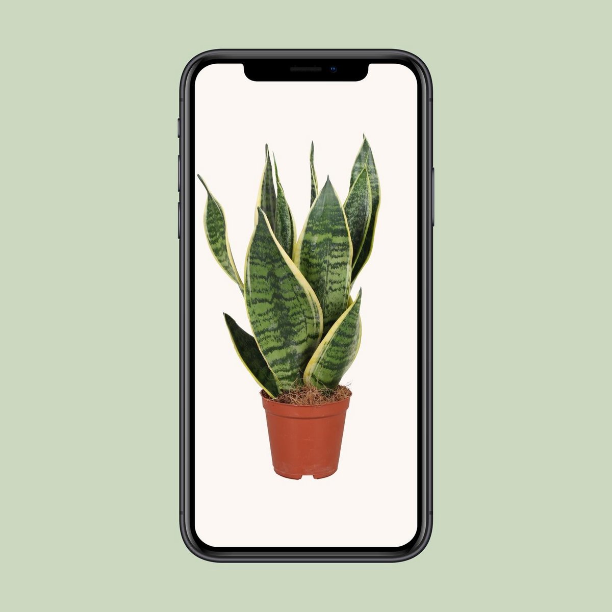 Kamerplant Sansevieria 40 cm potmaat Ø12 cm