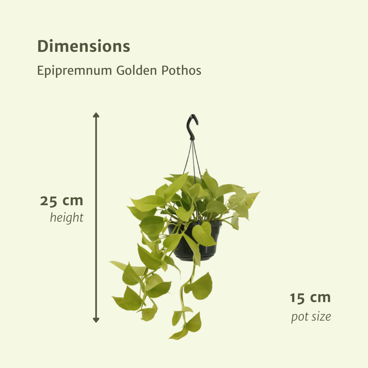 Kamerplant Epipremnum Golden Pothos 2 stuks Ø15cm