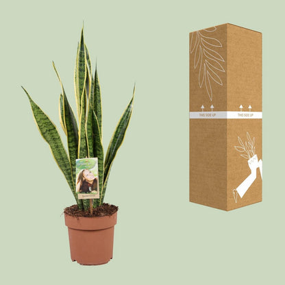 Sansevieria plant 60 cm potmaat 17 cm