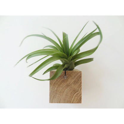 Houten luchtplanthouder kubus 6x6x6 cm licht eiken