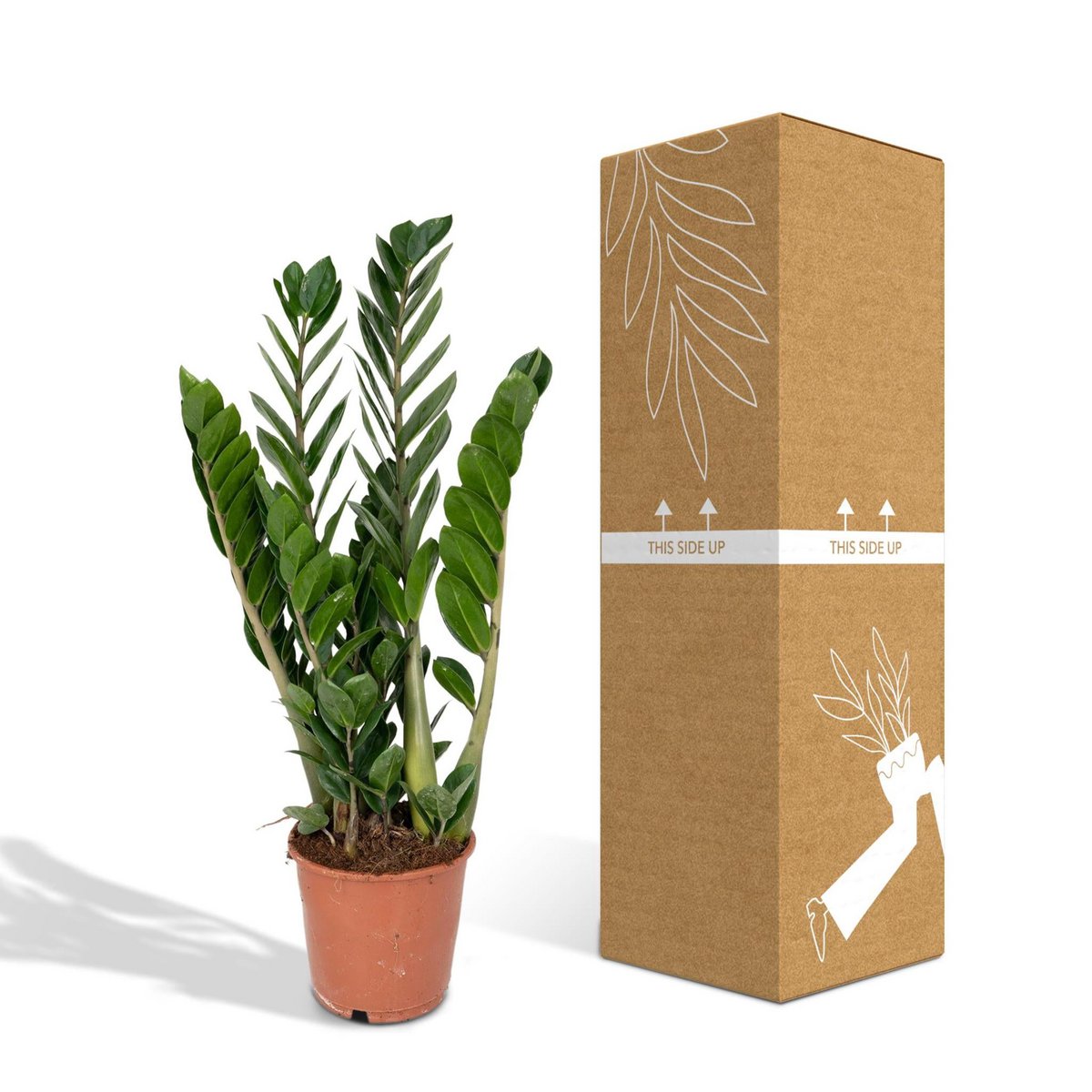 Zamioculcas Zamiifolia kamerplant Ø14cm ↕50cm