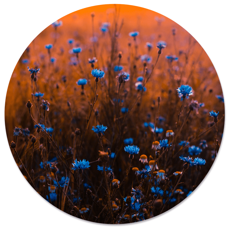 Muurcirkel blue dream blauw