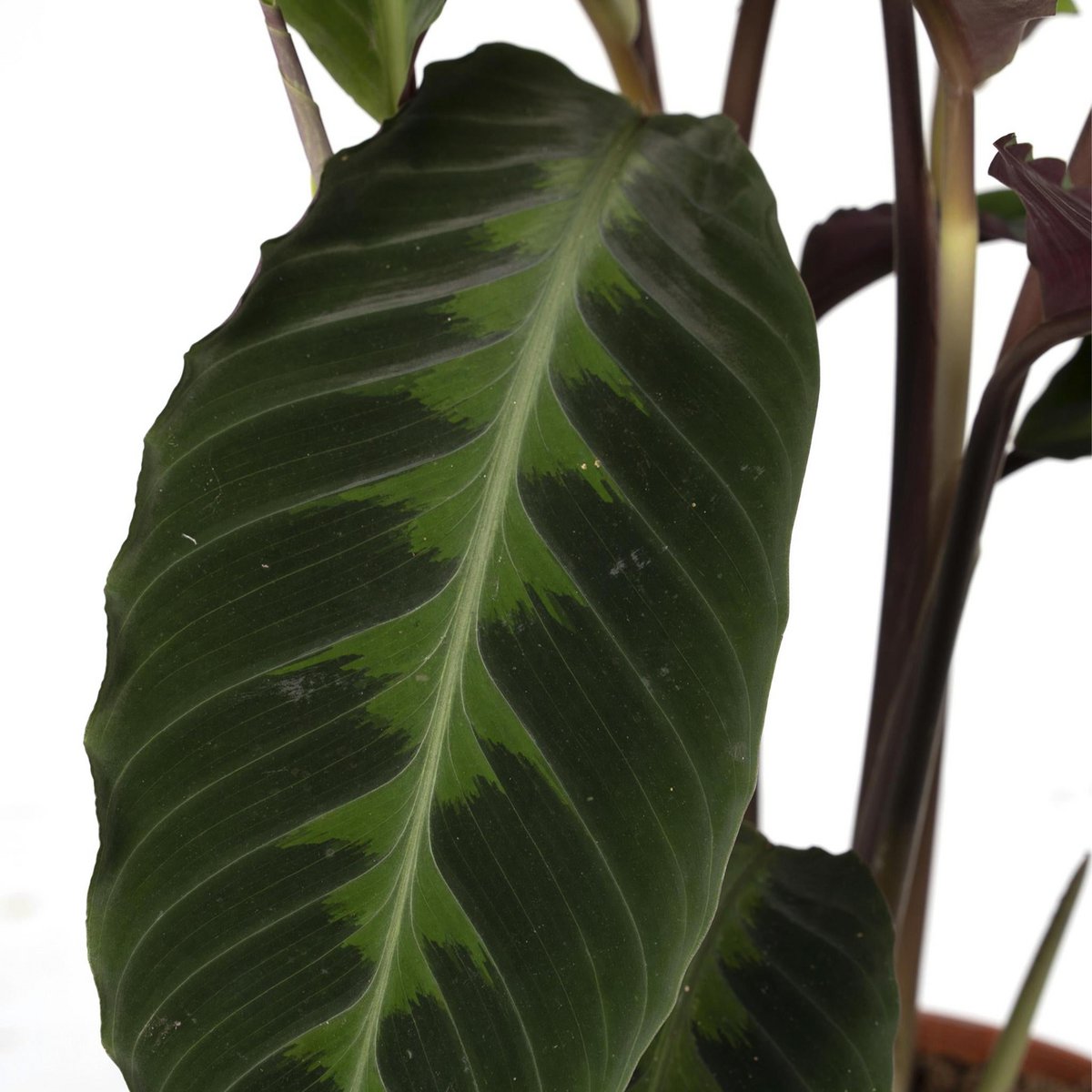 Calathea Warscewiczii pauwenplant Ø19cm 70cm groen