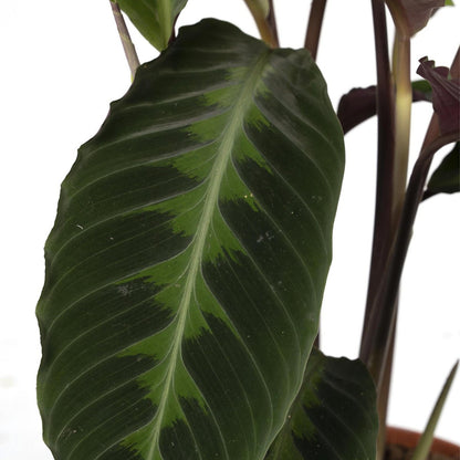 Calathea Warscewiczii pauwenplant Ø19cm 70cm groen