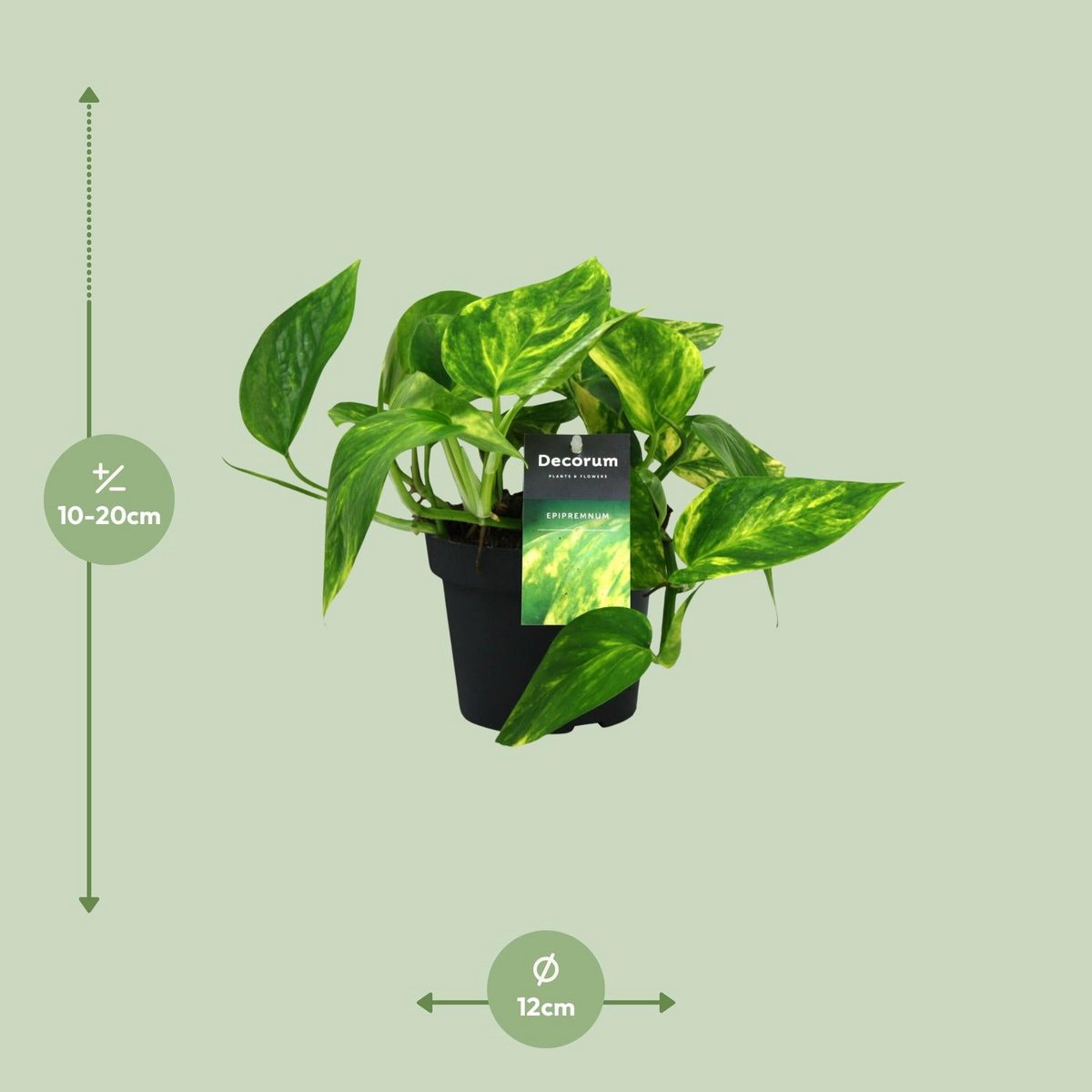 Scindapsus (Epipremnum) pinnatum pot - Ø12cm - ↕20cm