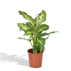 Kamerplant Dieffenbachia Mars Ø17x50 cm