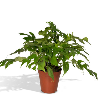 Monstera Minima plant Ø15cm 25cm