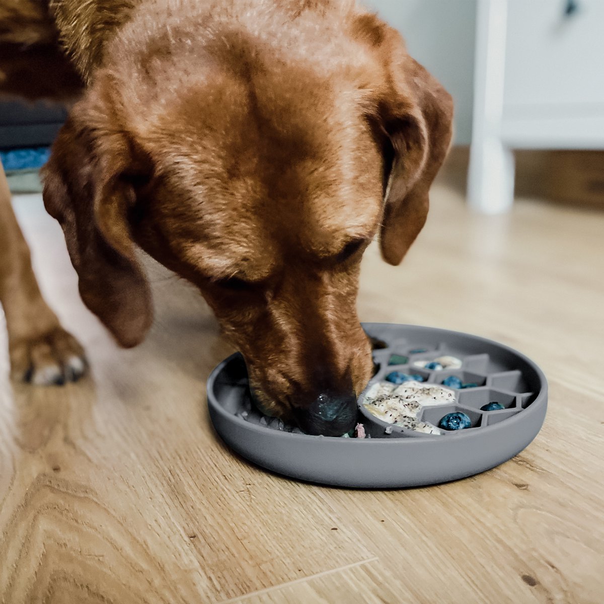 ne&no® Anti-Slopping Feeding Bowl for Dogs and Cats