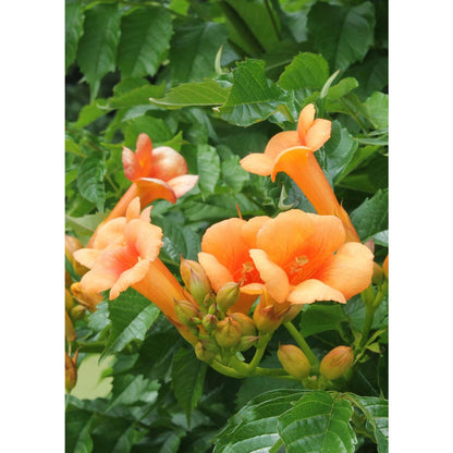 Trompetbloem Campsis Indian Summer oranje Ø15x65cm