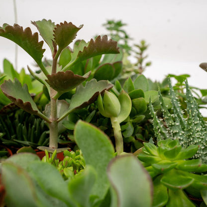 Succulenten mix 10 stuks potmaat 7 cm