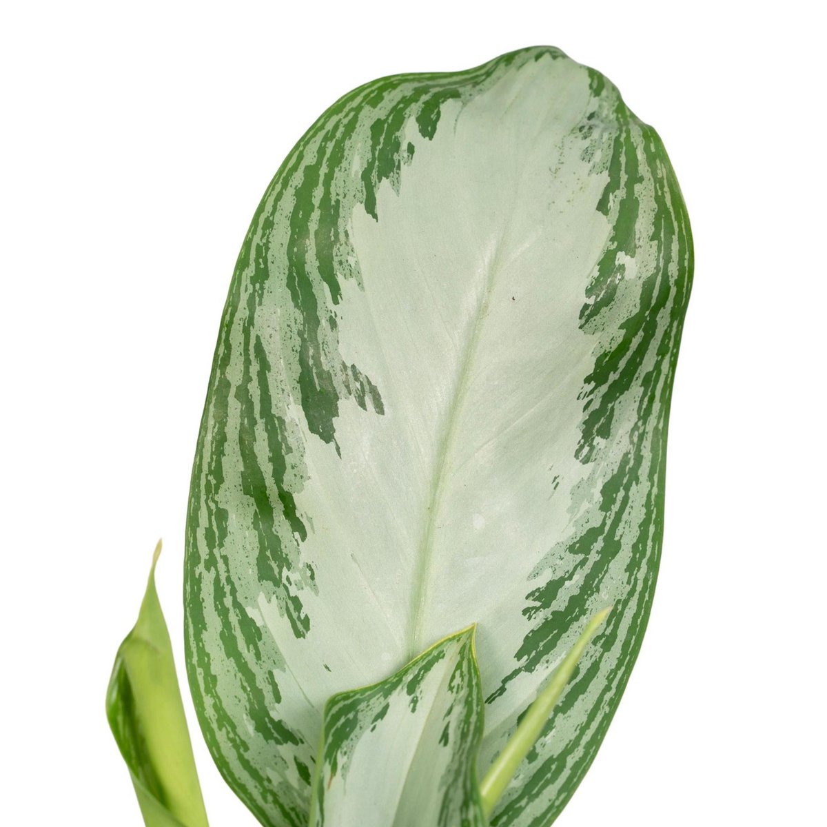 Aglaonema Silver Bay - Ø17cm - ↕55cm