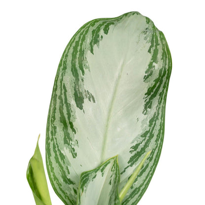 Aglaonema Silver Bay - Ø17cm - ↕55cm