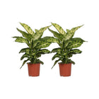 Dieffenbachia Mars set 2 stuks Ø17cm ↕50cm