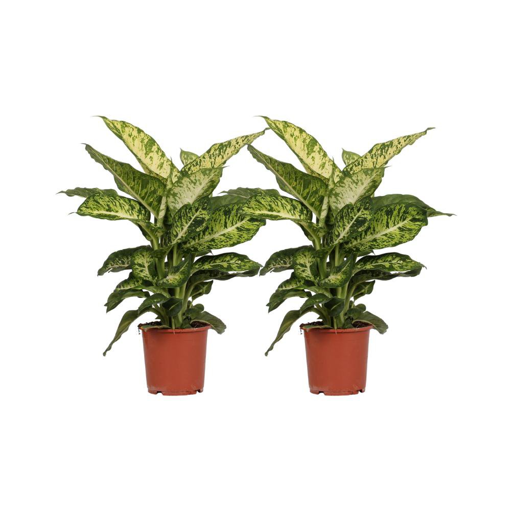 Dieffenbachia Mars set 2 stuks Ø17cm ↕50cm