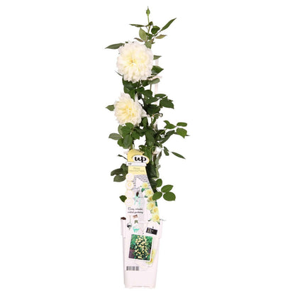 Klimroos 'Vanilla' crème 65 cm