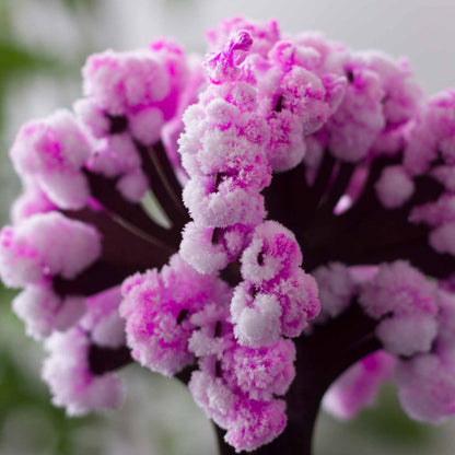 Mad Monkey - Magic Sakura fascinating tree to craft