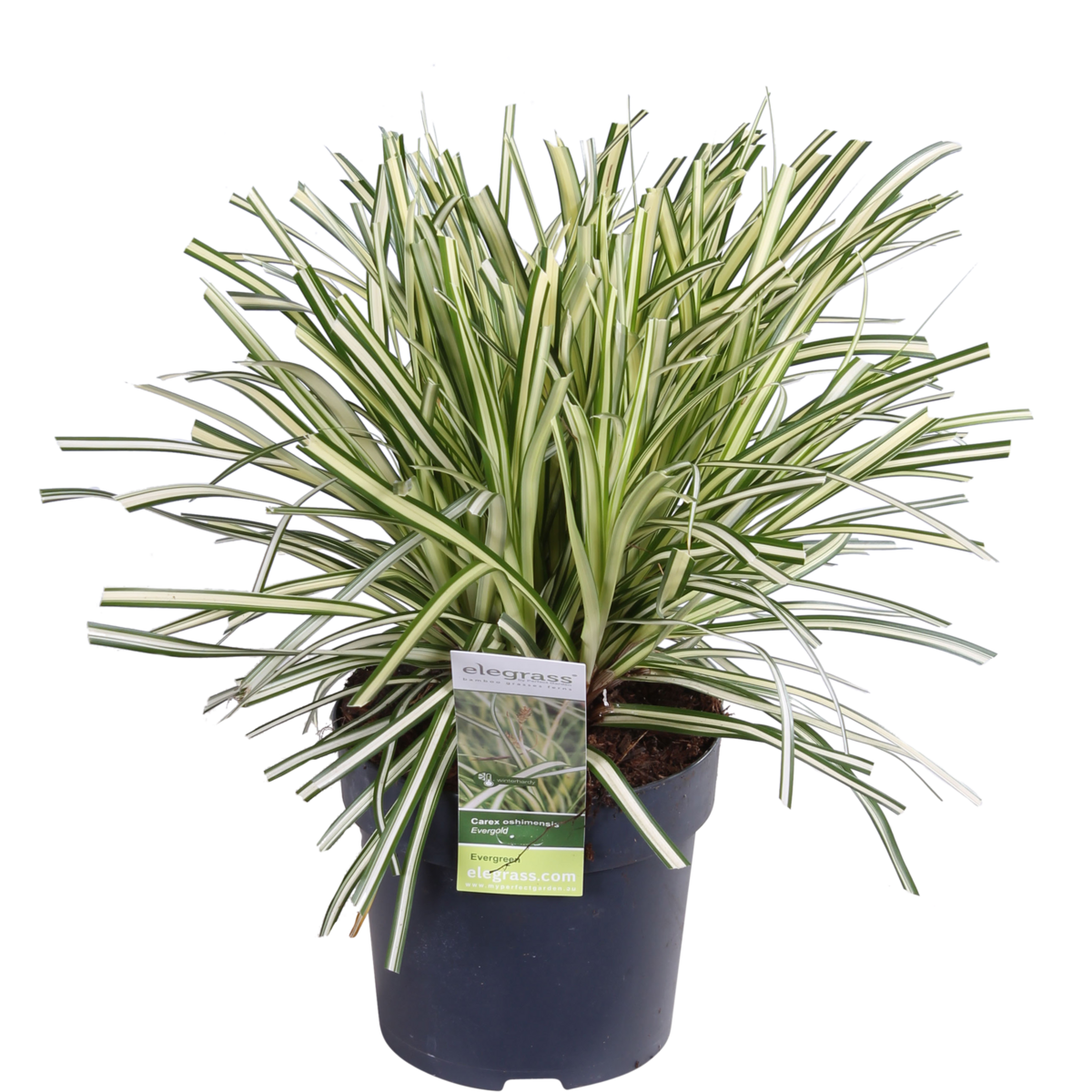 3x - Carex Hachijeensis 'Evergold' - ↨30cm - Ø14