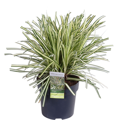 3x - Carex Hachijeensis 'Evergold' - ↨30cm - Ø14