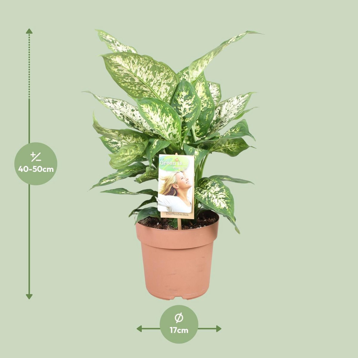 Dieffenbachia compacta kamerplant Ø17cm 50cm
