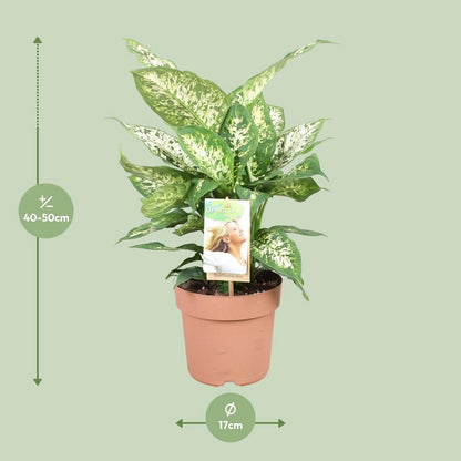 Dieffenbachia compacta kamerplant Ø17cm 50cm