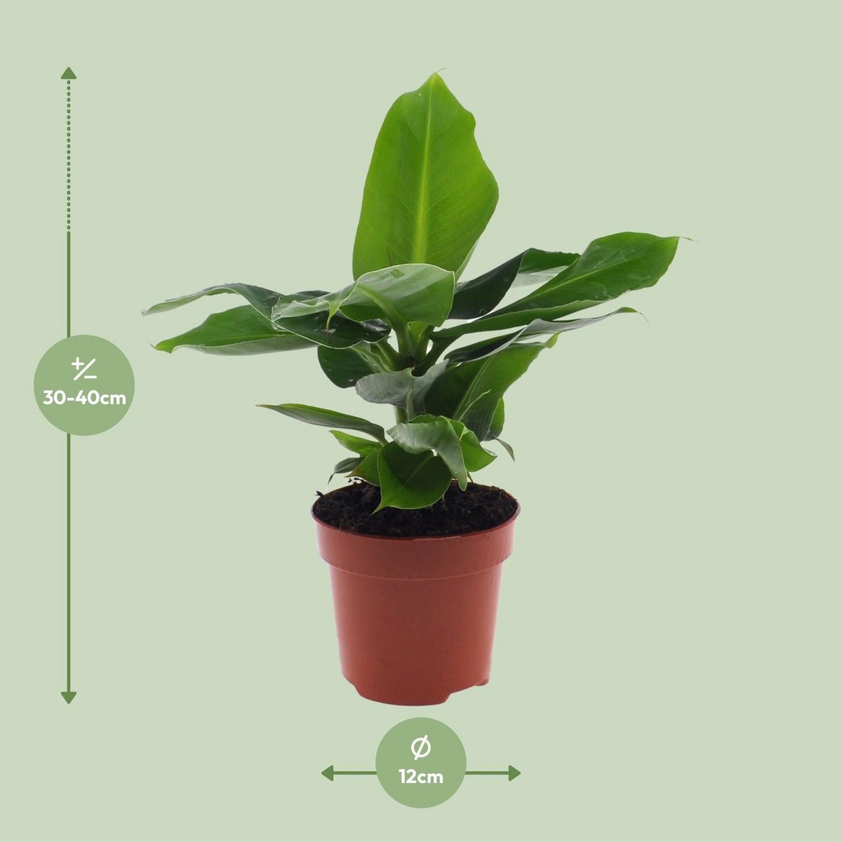 Bananenboom Musa Oriental Dwarf Ø12cm 35cm