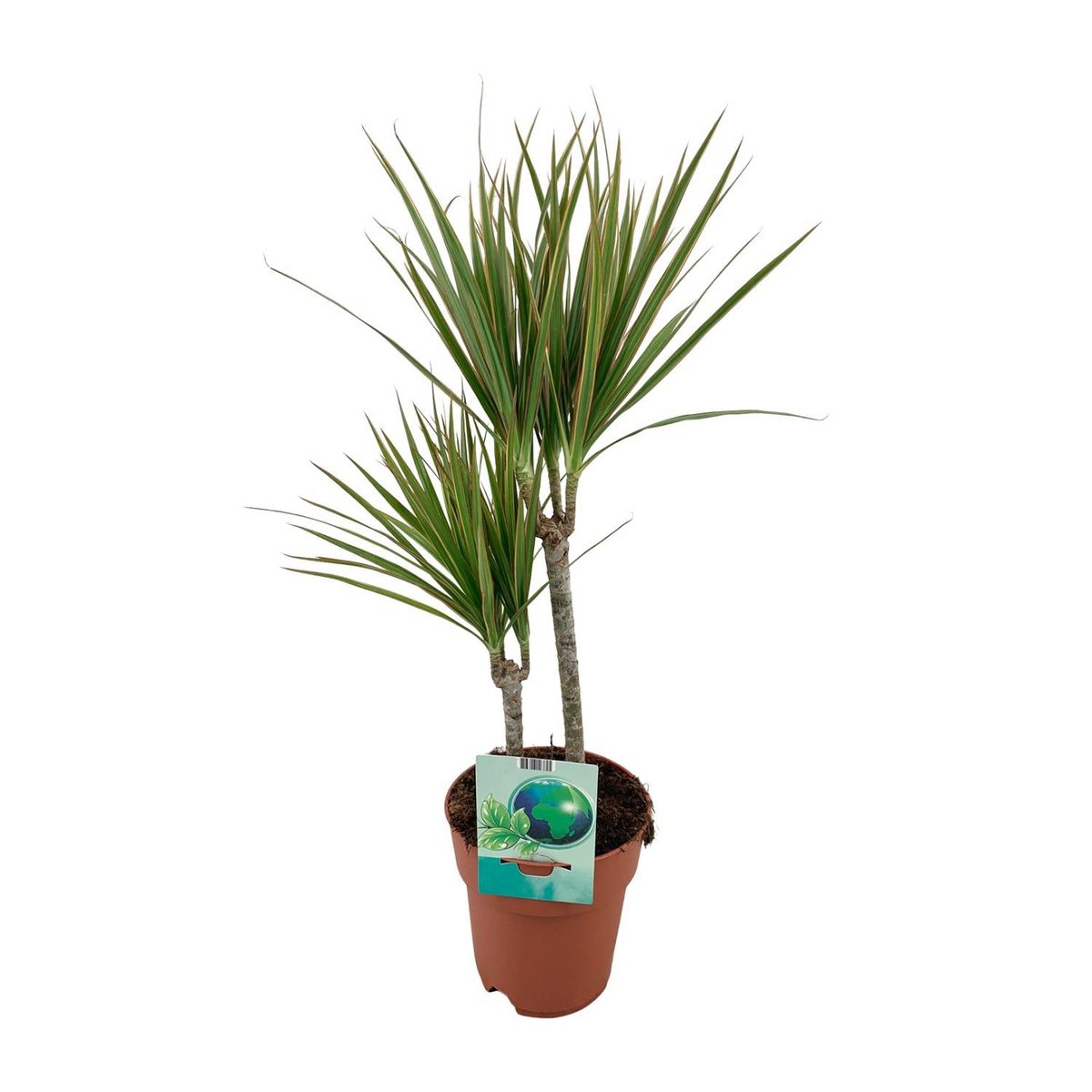 Dracaena margina bicolor - Ø19cm - ↕70cm