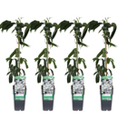 Clematis Armandii 4 Pieces Diameter 15 cm Height 65 cm
