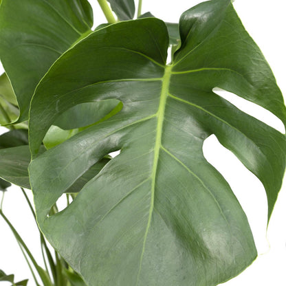 Kamerplant Monstera Deliciosa Ø21cm 65cm