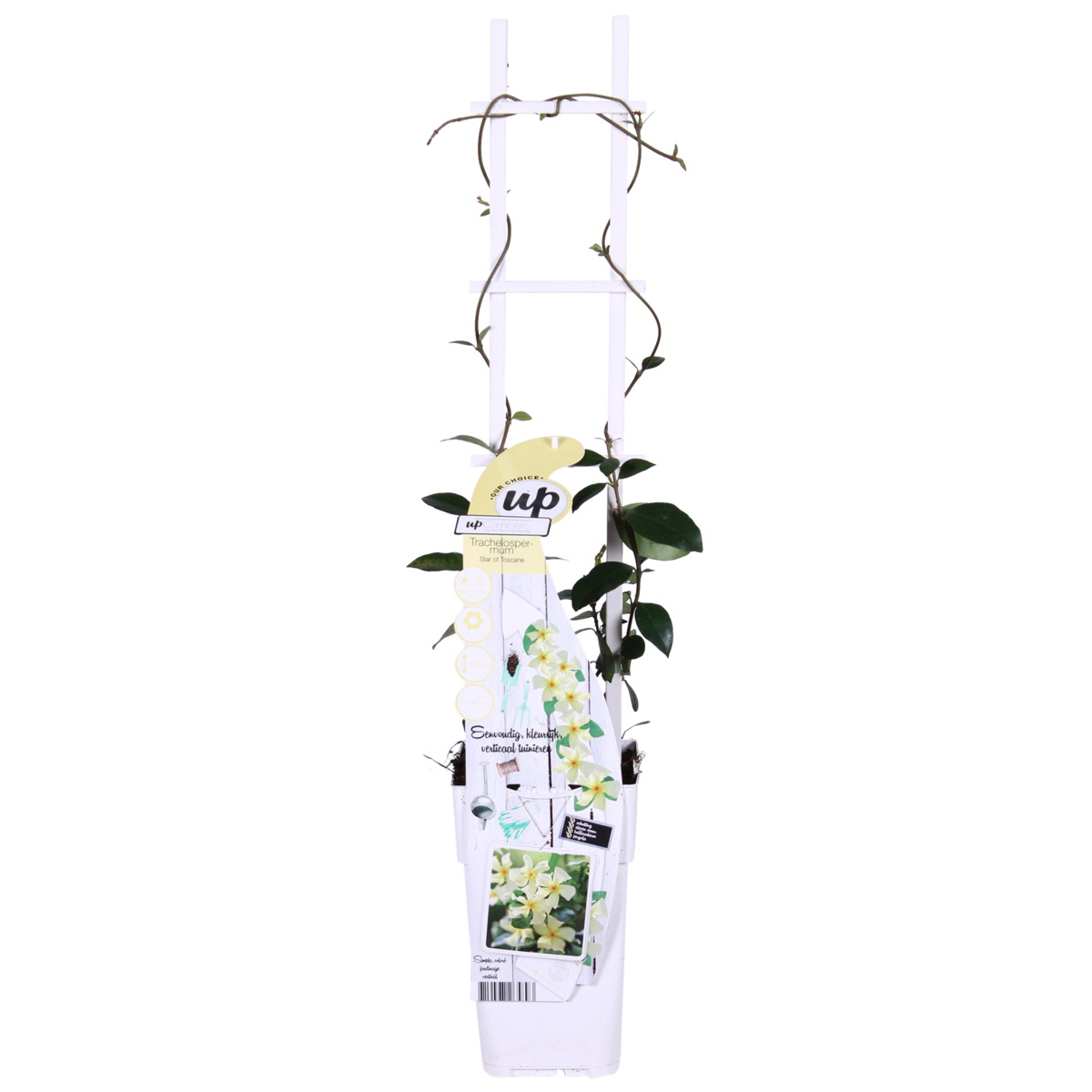 Trachelospermum Star of Toscana klimplant 65cm pot Ø15cm 2 stuks