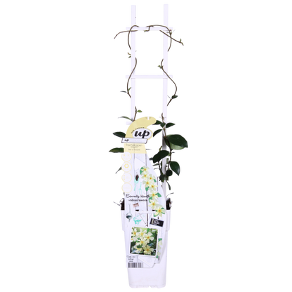 Trachelospermum Star of Toscana klimplant 65cm pot Ø15cm 2 stuks