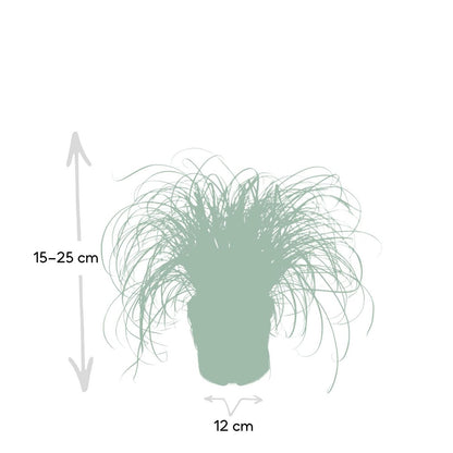 Kattengras Cyperus Alternifolius Ø12cm ↕20cm
