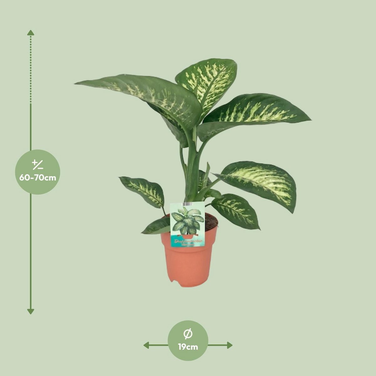 Diefeffenbachia Seguine Tropic Snow - Ø19cm - ↕70cm