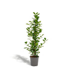 Kamerplant Ficus microcarpa Moclame Ø21cm 95cm