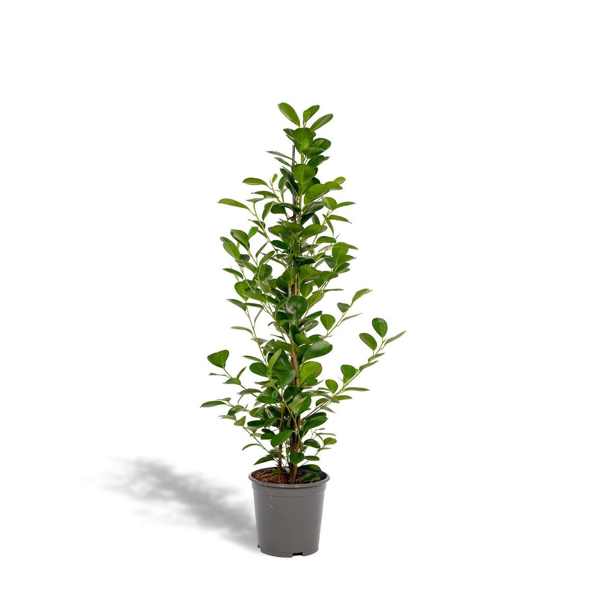 Kamerplant Ficus microcarpa Moclame Ø21cm 95cm