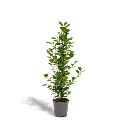 Kamerplant Ficus microcarpa Moclame Ø21cm 95cm